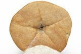 Miocene Fossil Echinoid (Clypeaster) - Taza, Morocco #215594-2
